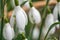 Close up of early spring snowdrops in wood in Scotland