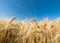 Close up of Ears of ripe wheat on Cereal field