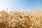 Close up of Ears of ripe wheat on Cereal field