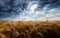 Close up of Ears of ripe wheat on Cereal field