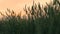 Close up of ears of wheat. Colourful sky background