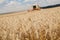 Close-up ears of wheat at field and harvesting machine