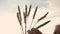 Close-up of ears of wheat in the hands of a Caucasian blonde 40 years old. Wheat harvest. In a wheat field in the evening, a woman