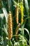 Close-up of ears of yellow millet growing in the farm