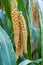 Close-up of ears of yellow millet growing in the farm