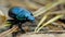 Close-up of an earth-boring dung beetle Geotrupidae on the forest floor