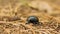 Close-up of an earth-boring dung beetle Geotrupidae on the forest floor