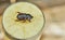 A close-up of an earthen dung beetle on a beige stand on a bright sunny day