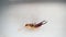 Close up of Earwig on a white background insect isolated Closeup earwigs Earwigs will use their pincers to defend themselves. clos