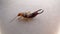 Close up of Earwig on a white background insect isolated Closeup earwigs Earwigs will use their pincers to defend themselves. clos