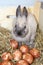 Close up Easter bunny bringing traditional Easter eggs reddened with traces of parsley leaf