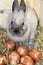 Close up on Easter bunny and traditional Easter eggs reddened with traces of parsley leaf