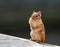 Close up of eastern chipmunk