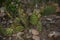 Close Up of an Eastern Prickly Pear Cactus