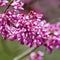 Close-up of Eastern Redbud Flowers, Cercis Canadensis