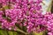 Close-up of Eastern Redbud Flowers â€“ Cercis canadensis