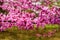 Close-up of Eastern Redbud Flowers â€“ Cercis canadensis