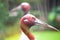 Close up of Eastern Sarus Crane Grus Antigone Sharpii .