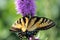 Close up of an Eastern Tiger Swallowtail Butterfly getting nectar from a Liatris flower