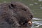 Close-up of eating beaver