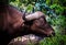 Close up eating buffalo