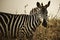 Close up of an eating zebra on the savannah in Kenya