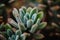 Close up on echeveria leaf and plant