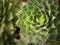 Close-up of Echeveria, succulent plant with green leaves that form a large rosette shape. succulent plants top view