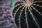 Close up on echinocactus grusoni leaf and plant