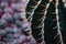 Close up on echinocactus grusoni leaf and plant