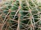 Close up of a Echinocactus grusonii golden barrel cactus side view