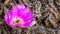 Close up of Echinocereus cactus magenta bright flower, California