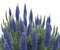 Close up of a Echium candicans, Pride of Madeira, large blue flowers in full bloom