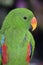 Close Up on Eclectus Parrot