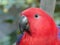 Close up from a eclectus parrot eating