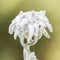 Close-up of an Edelweiss flower