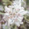 Close-up of an Edelweiss flower