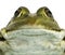 Close-up of an Edible Frog facing, Pelophylax kl. esculentus