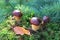 Close-up of edible mushrooms in a forest