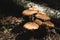 Close-up Edible mushrooms of honey agarics in a coniferous forest. The group of mushrooms in the natural environment
