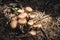 Close-up Edible mushrooms of honey agarics in a coniferous forest. Group of mushrooms in the natural environment