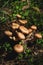 Close-up Edible mushrooms of honey agarics in a coniferous forest. Group of mushrooms in a natural environment growing