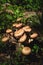 Close-up Edible mushrooms of honey agarics in a coniferous forest. Group of mushrooms in a natural environment growing