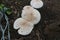 Close-up of Edible Oyster Mushroom