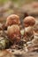 Close up of edible red-capped scaber stalk Leccinum aurantiacum mushroom on the forest