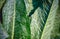 Close up of edible Rumex patientia leafs in the spring.