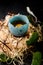 Close-up of egg in blue shell in wood fiber nest decorated with green leaves