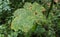 Close up of a eggplant leaf infected by the Cercospora Melongenae fungal plant pathogen