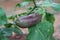 Close-up Eggplant Organic vegetables in the garden planted in nature