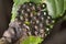 Close-up of eggs of a frog, India